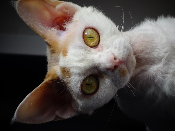 Bastet