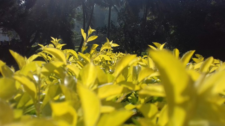 plants