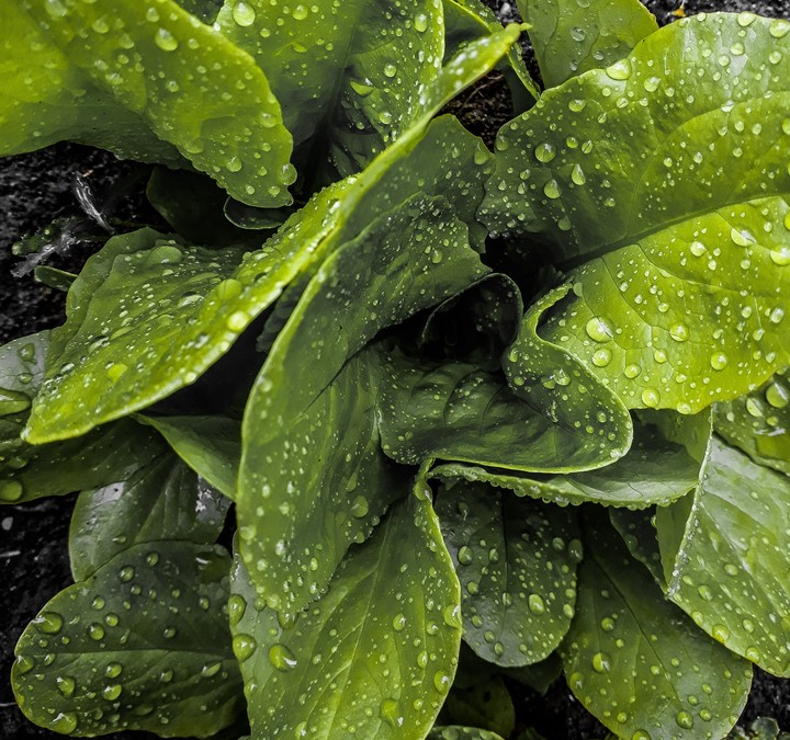 rain drops