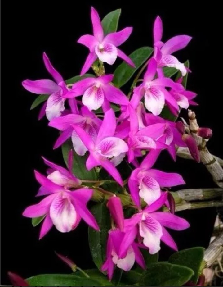 flor
