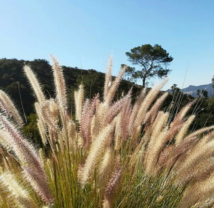 Verdugo Mountains