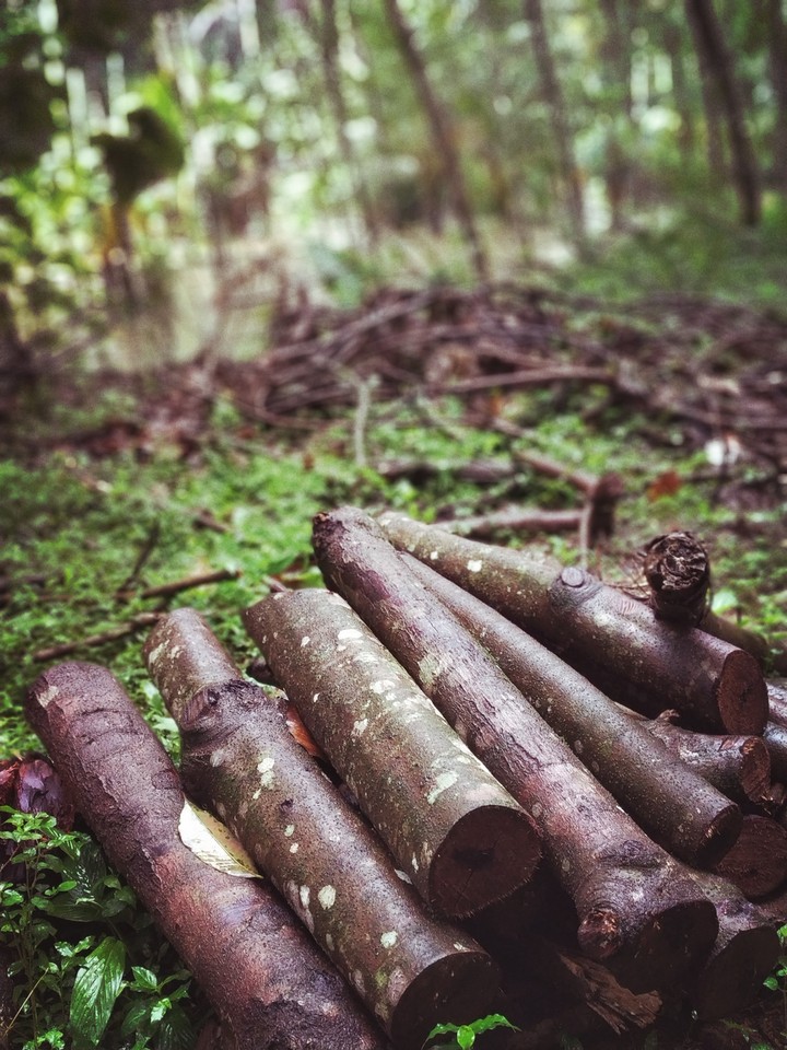 wood