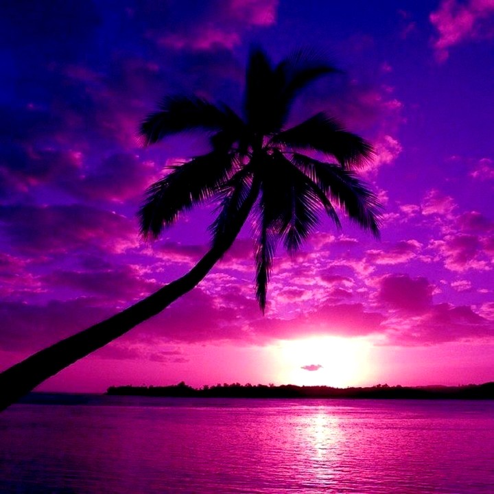 Pink Sunset