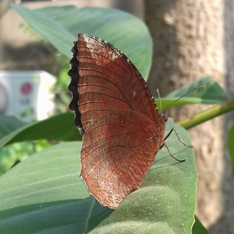 Butterfly beauty
