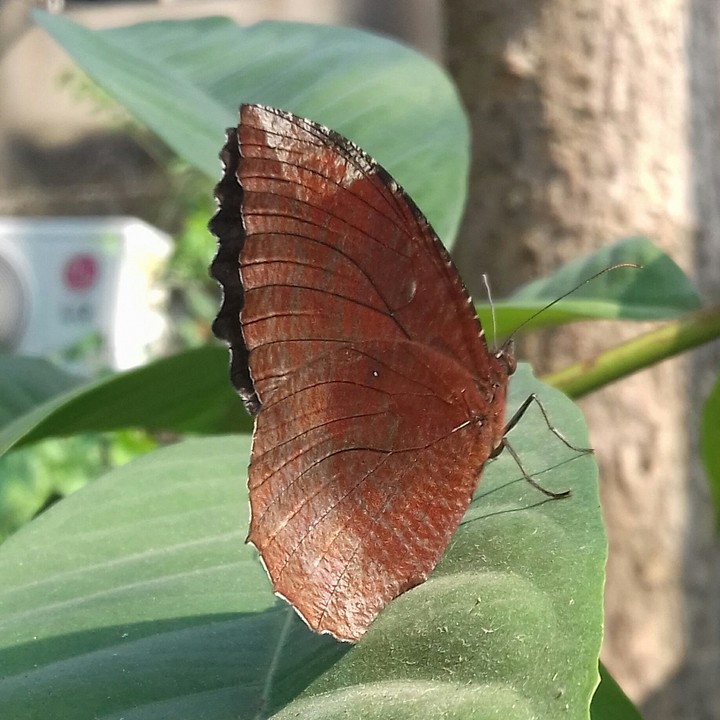 Butterfly beauty