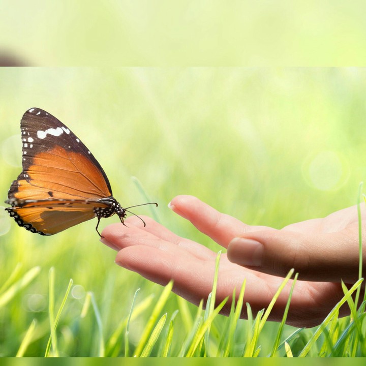 butterfly ❤