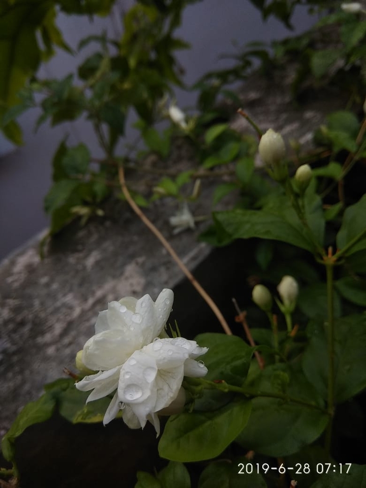 glassyflower