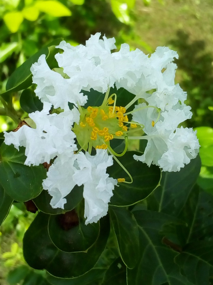 nature