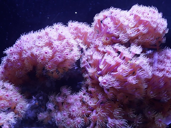 Anemone
