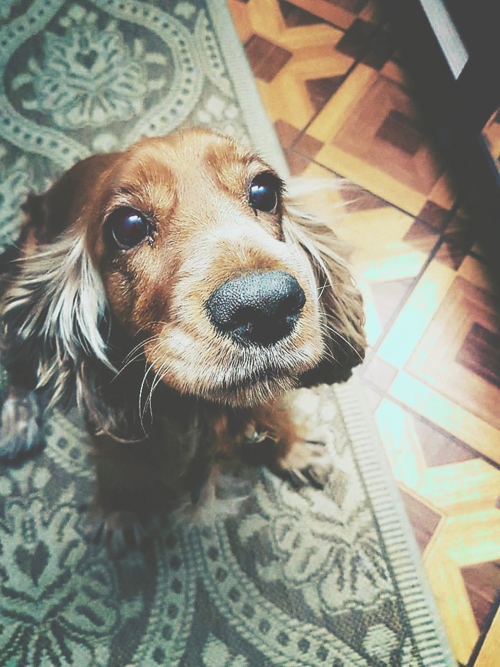 English Cocker Spaniel