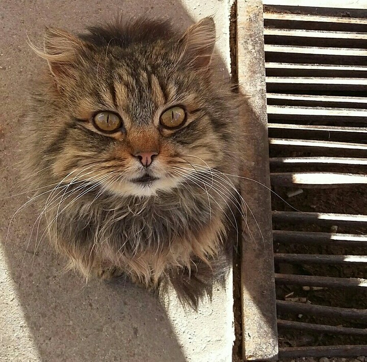 Dirty lovely cat =)))
