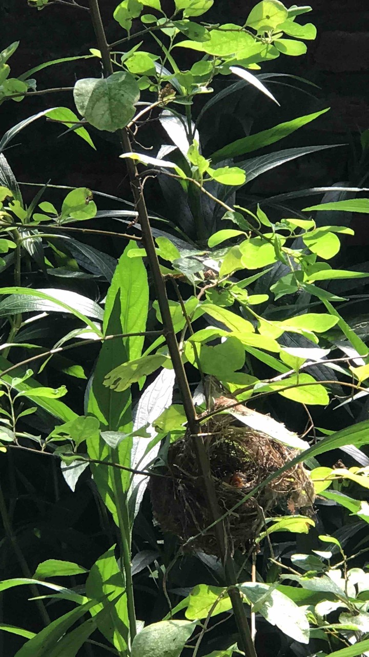 bird net