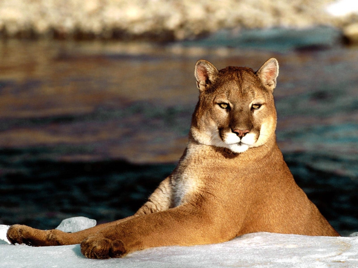PUMA .