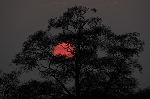 sol