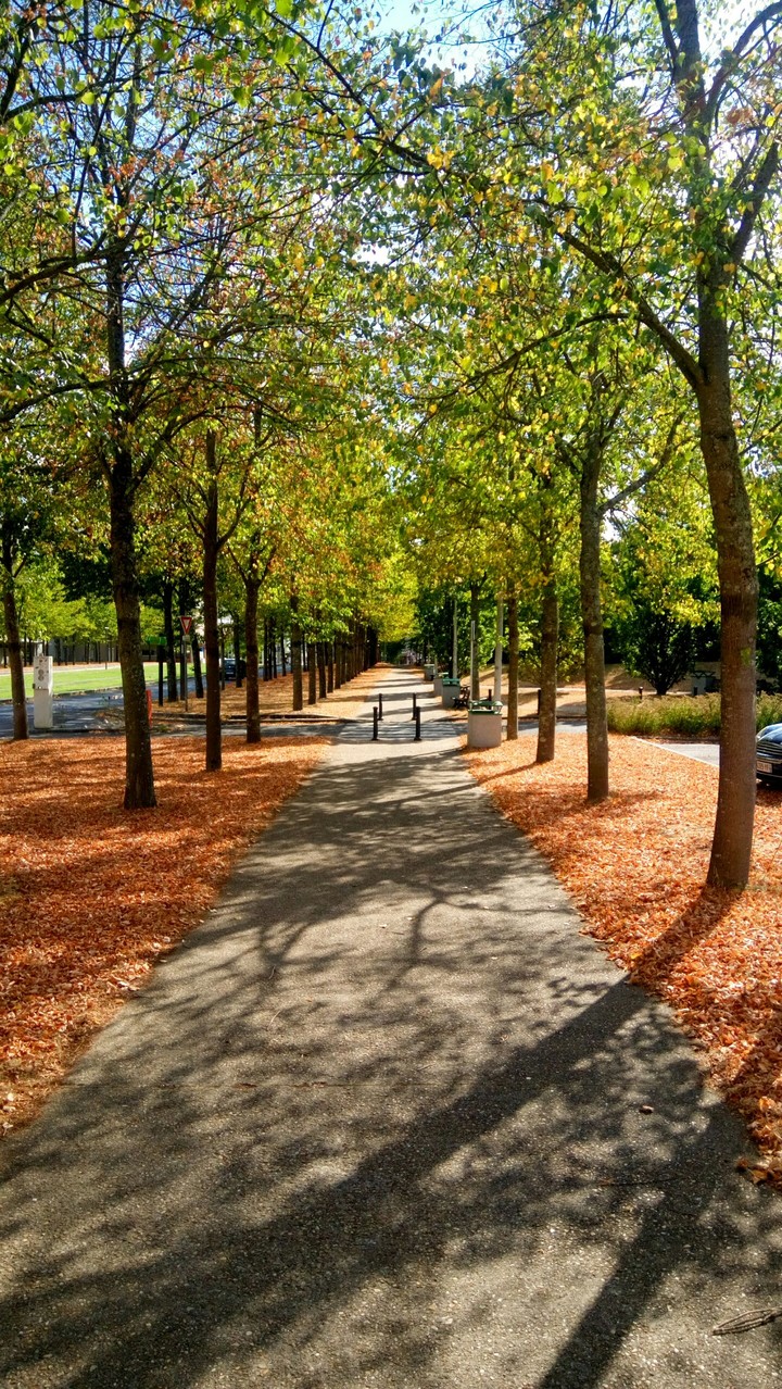 Avenue