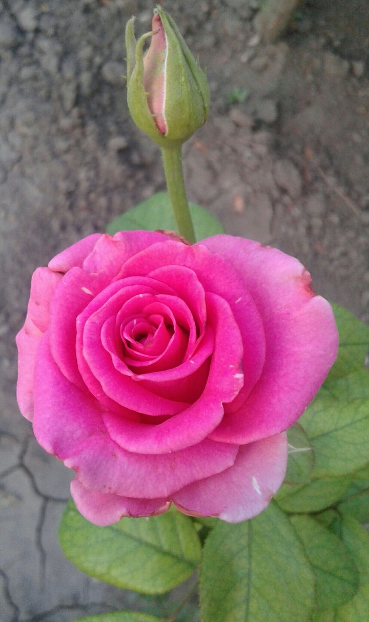 Pink Rose.