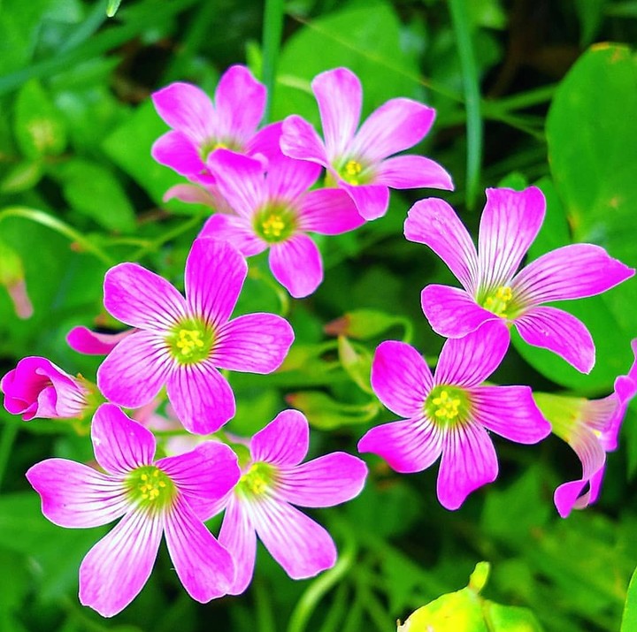 Hot Pink
