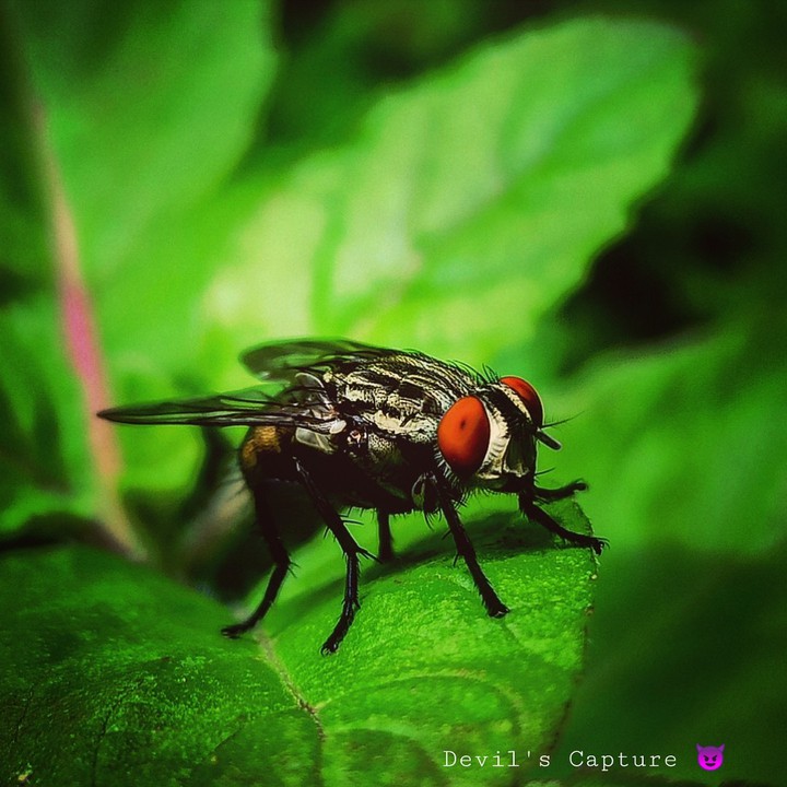 insects