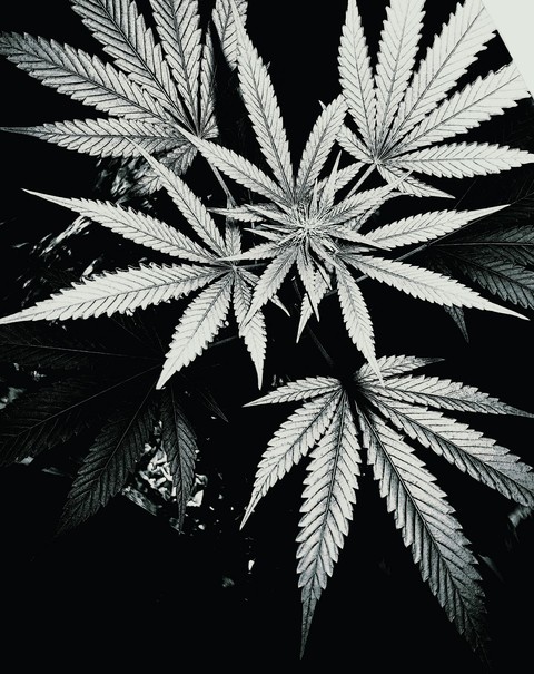 cannabis Black and White