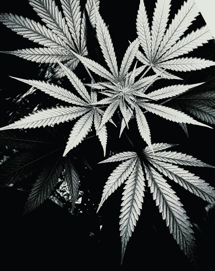cannabis Black and White