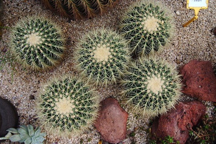 Cactus