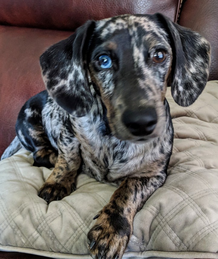 Oscar