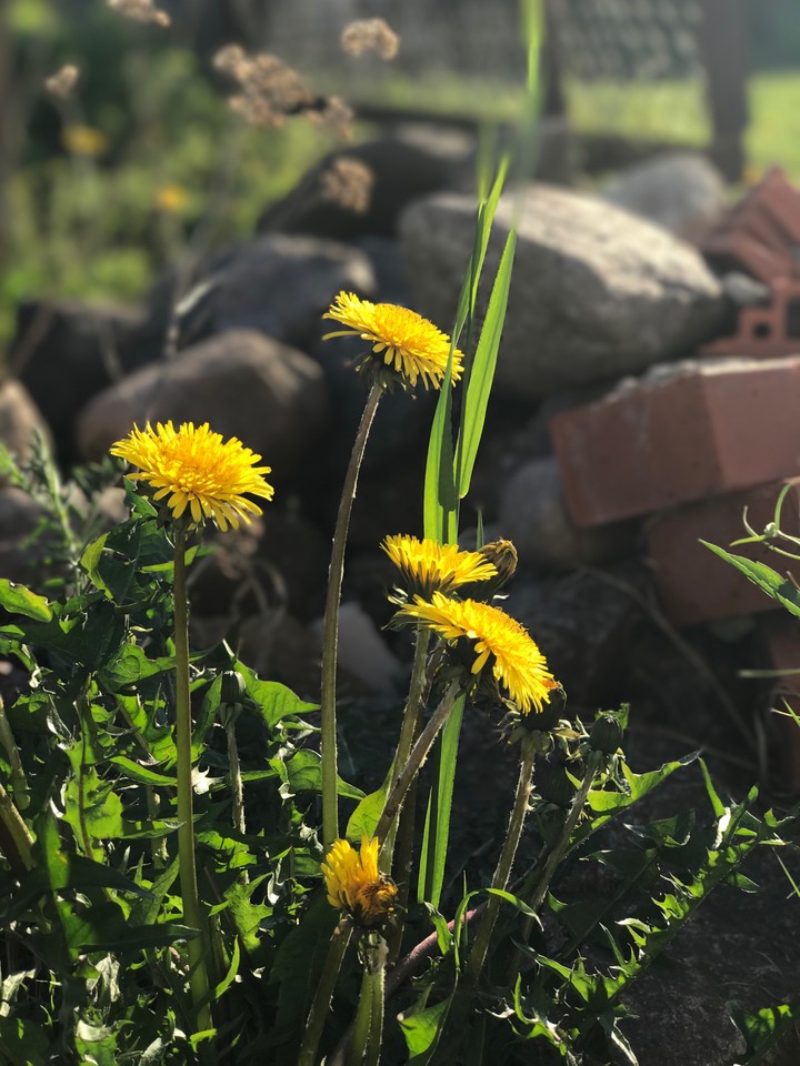 flowers