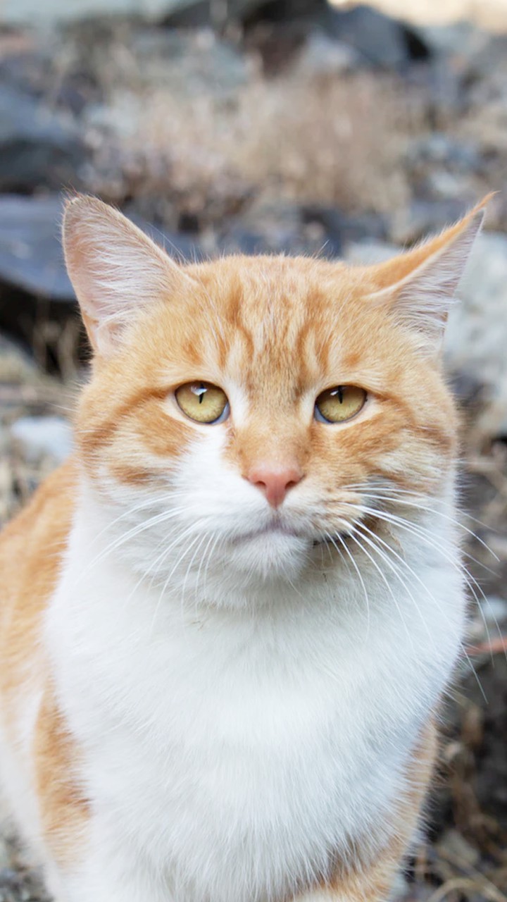 Cat miya-Ong