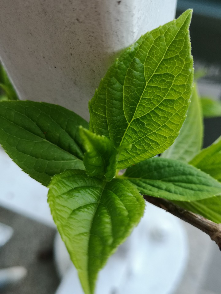 green leafs