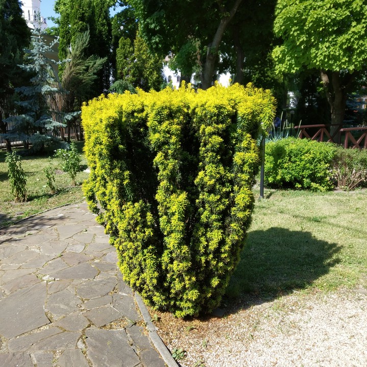Парк