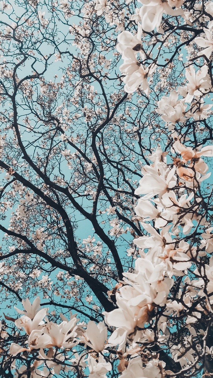 Wallpaper