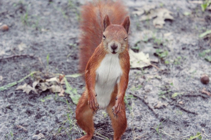Funny Squirrel