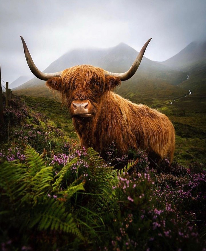 Scotland