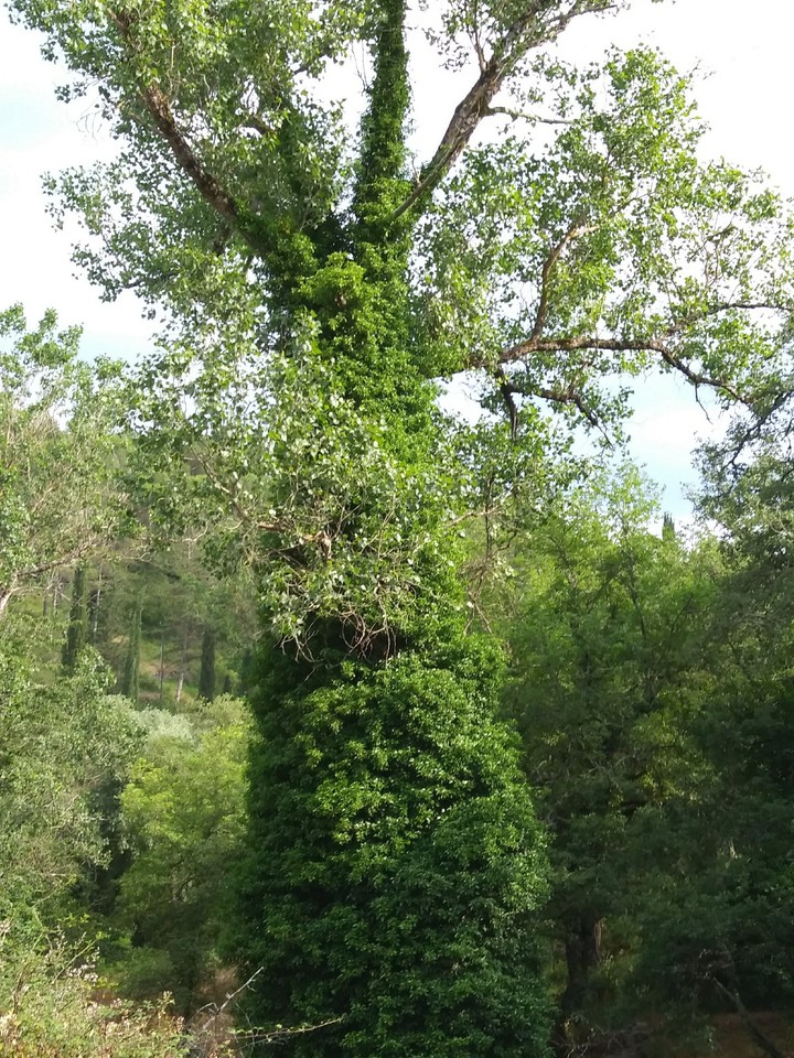 albero solitario