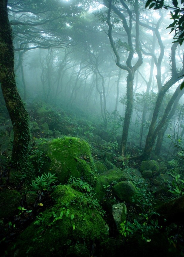 Forrest