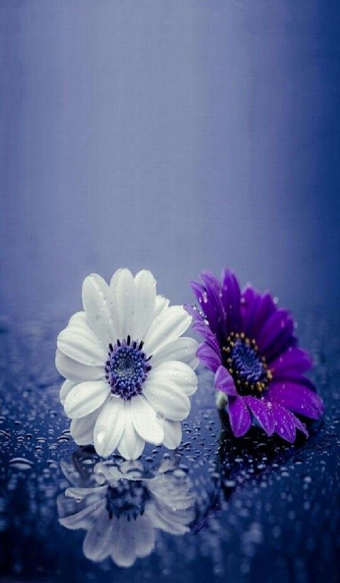 white & blue flowers.