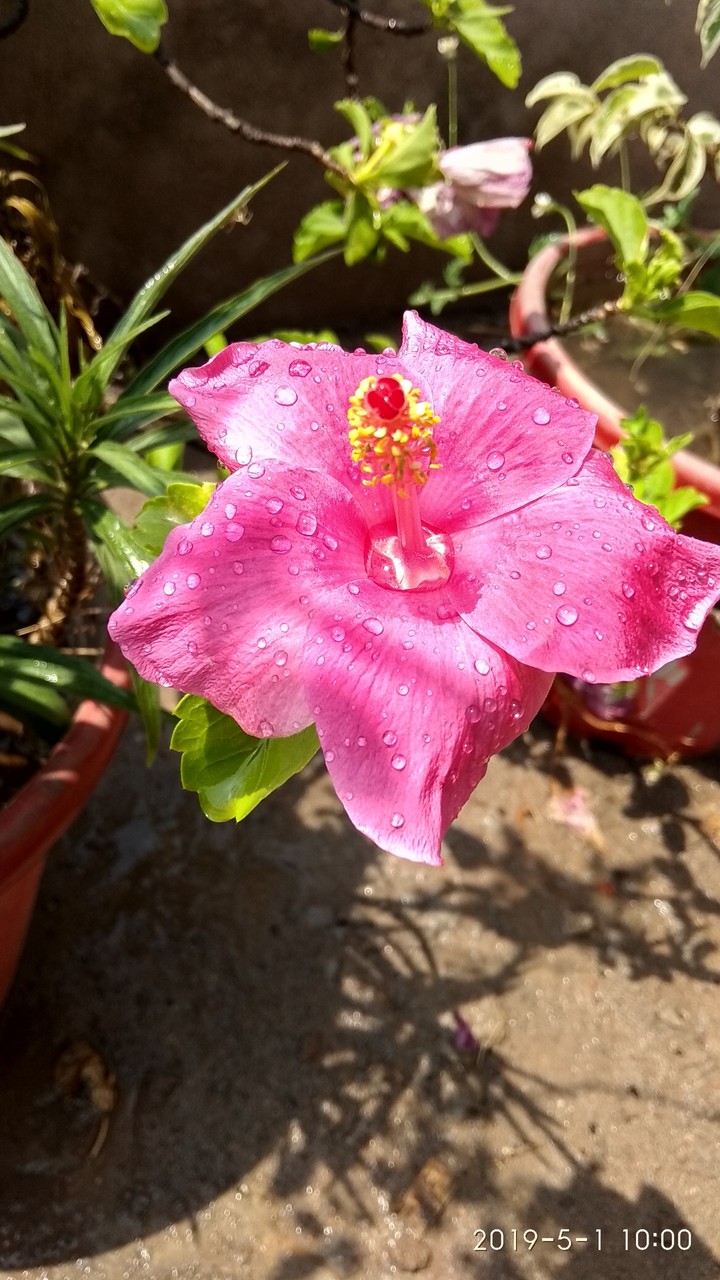 flower