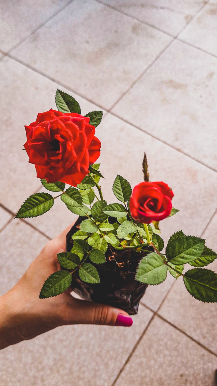 flower red
