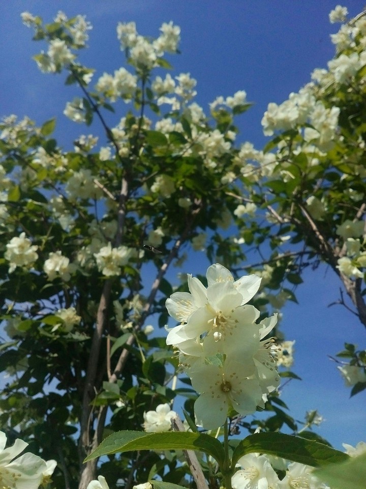 FLOWER