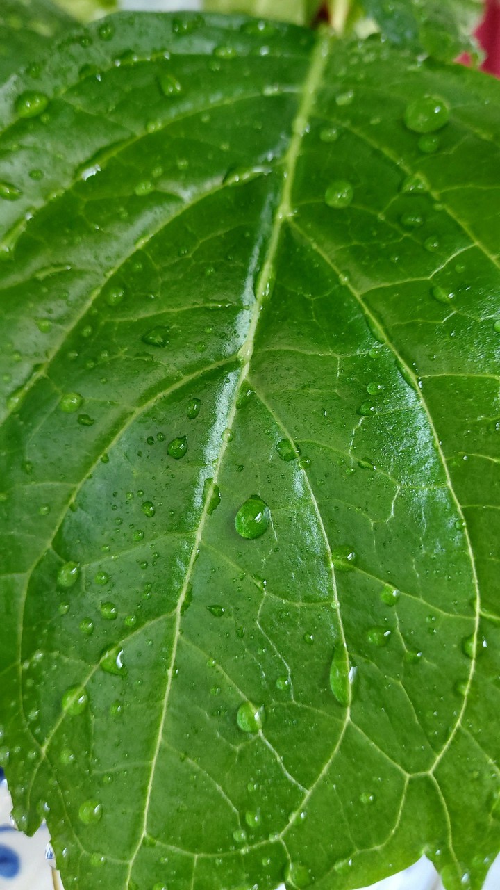 물방울