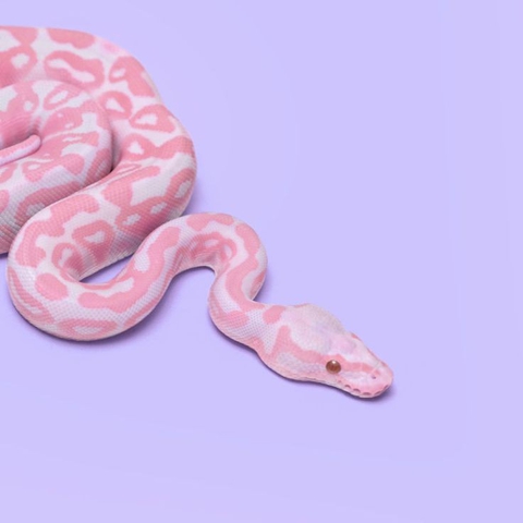 python, Boa háttérképek