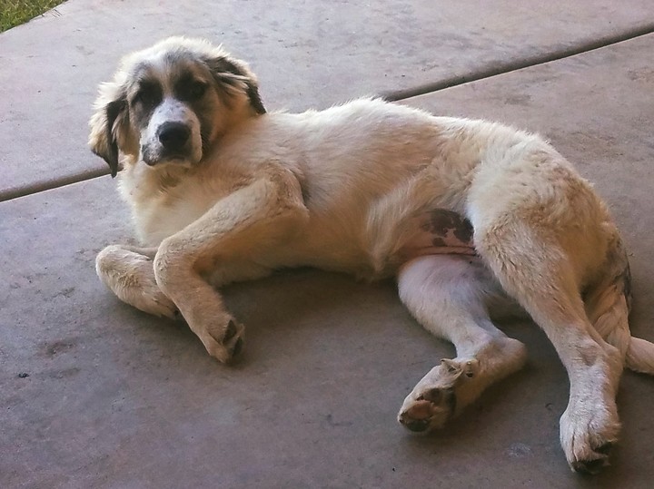 puppy!!!
