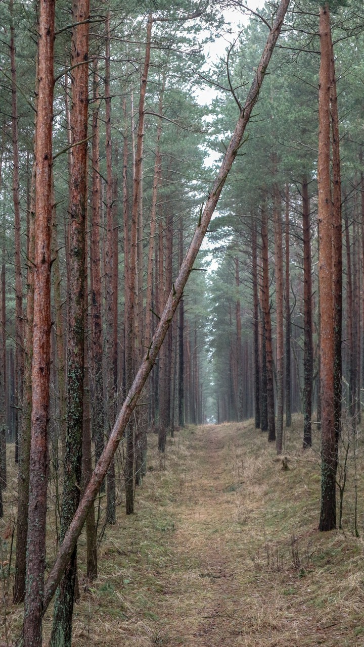Forest