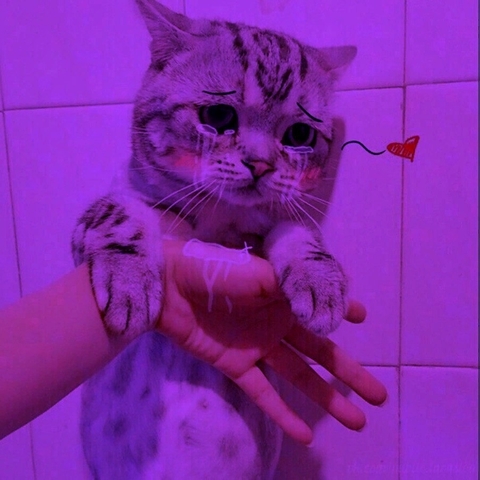 ой май котя♡