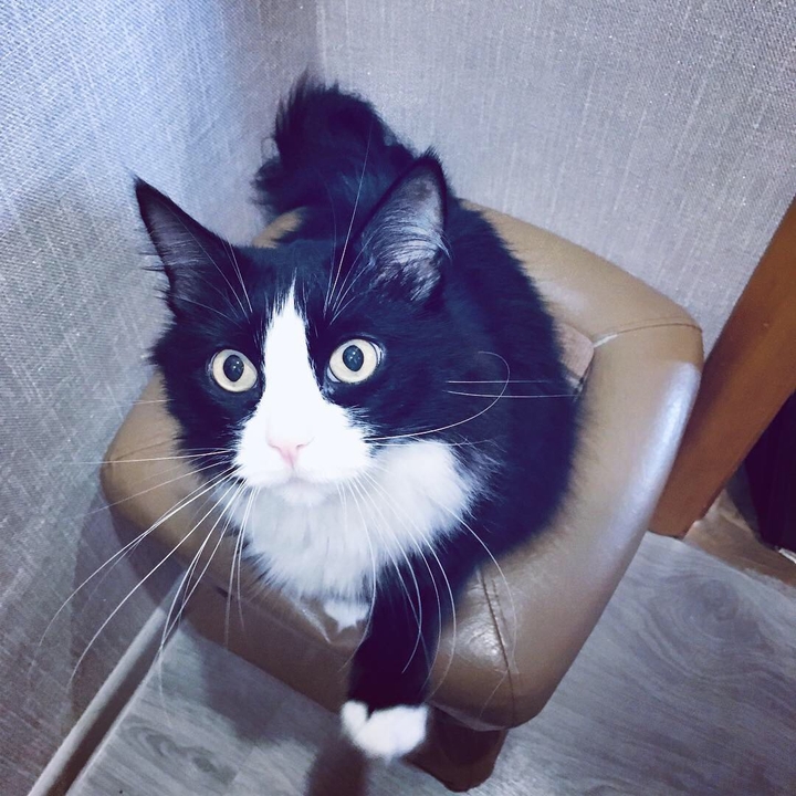 cat