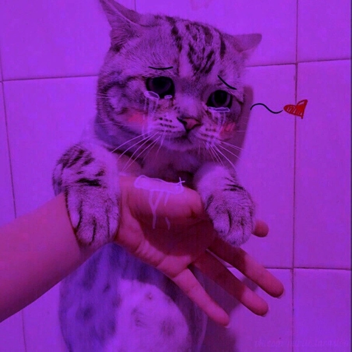 ой май котя♡
