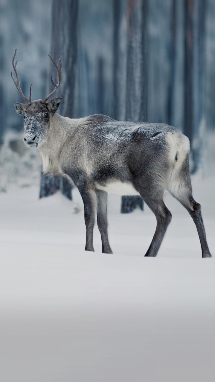 moose