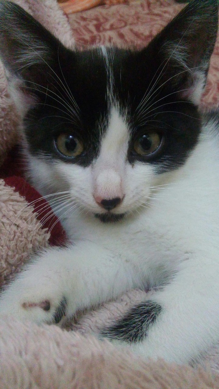 Tom