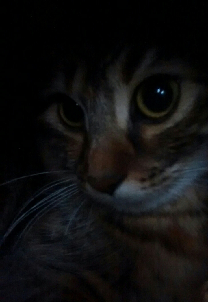 mystic cat (my cat)