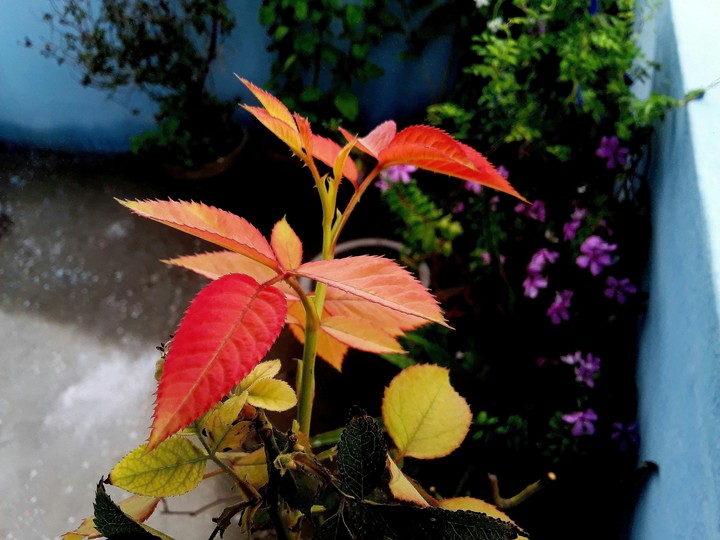rose leaves